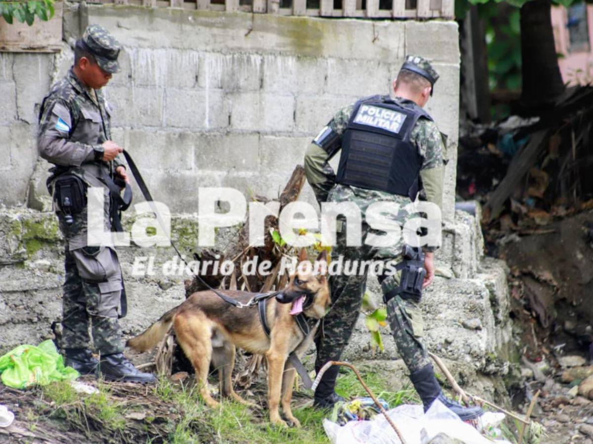 Odín y Max, los dos caninos que se suman a la búsqueda de Elvis Eliú