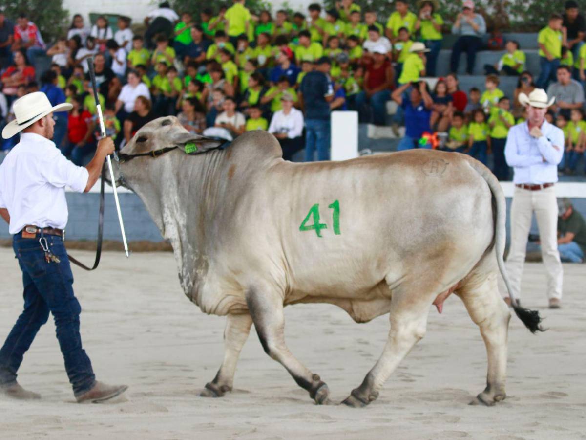 Así disfrutaron del juzgamiento de la raza Brahman en la Expo Agas 2026