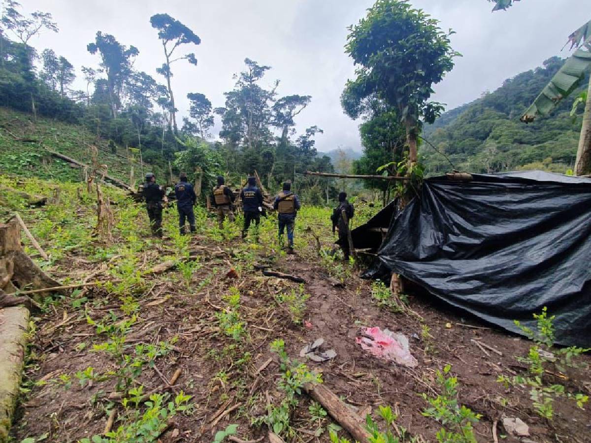 Honduras: Erradican plantación de cocaína en Yoro