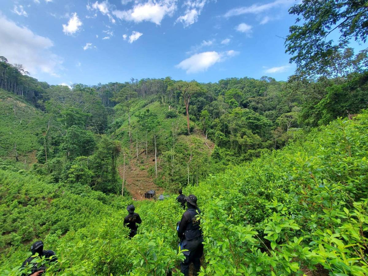 Hallan 100,000 arbustos de hoja de coca y un laboratorio en Colón