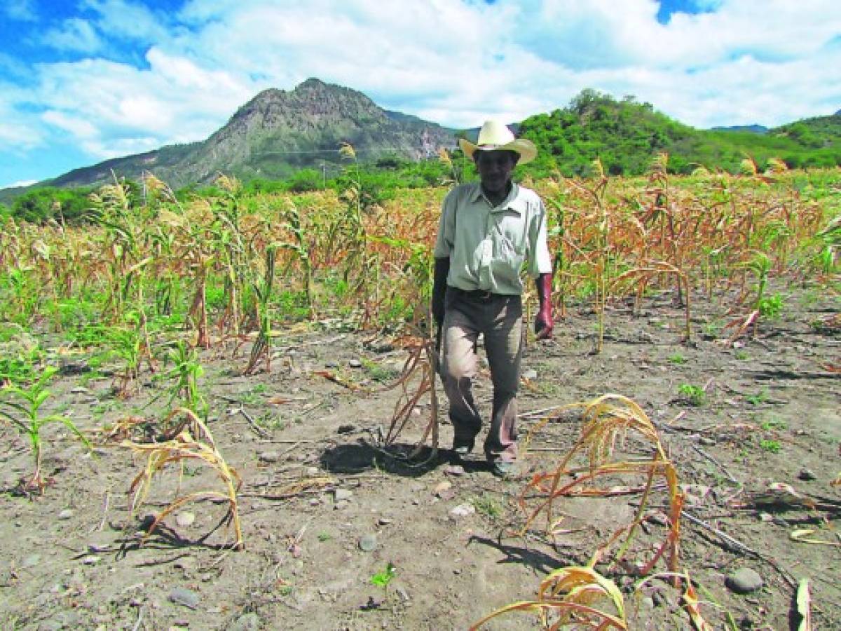 La sequía vuelve a ensañarse con municipios en el Corredor Seco