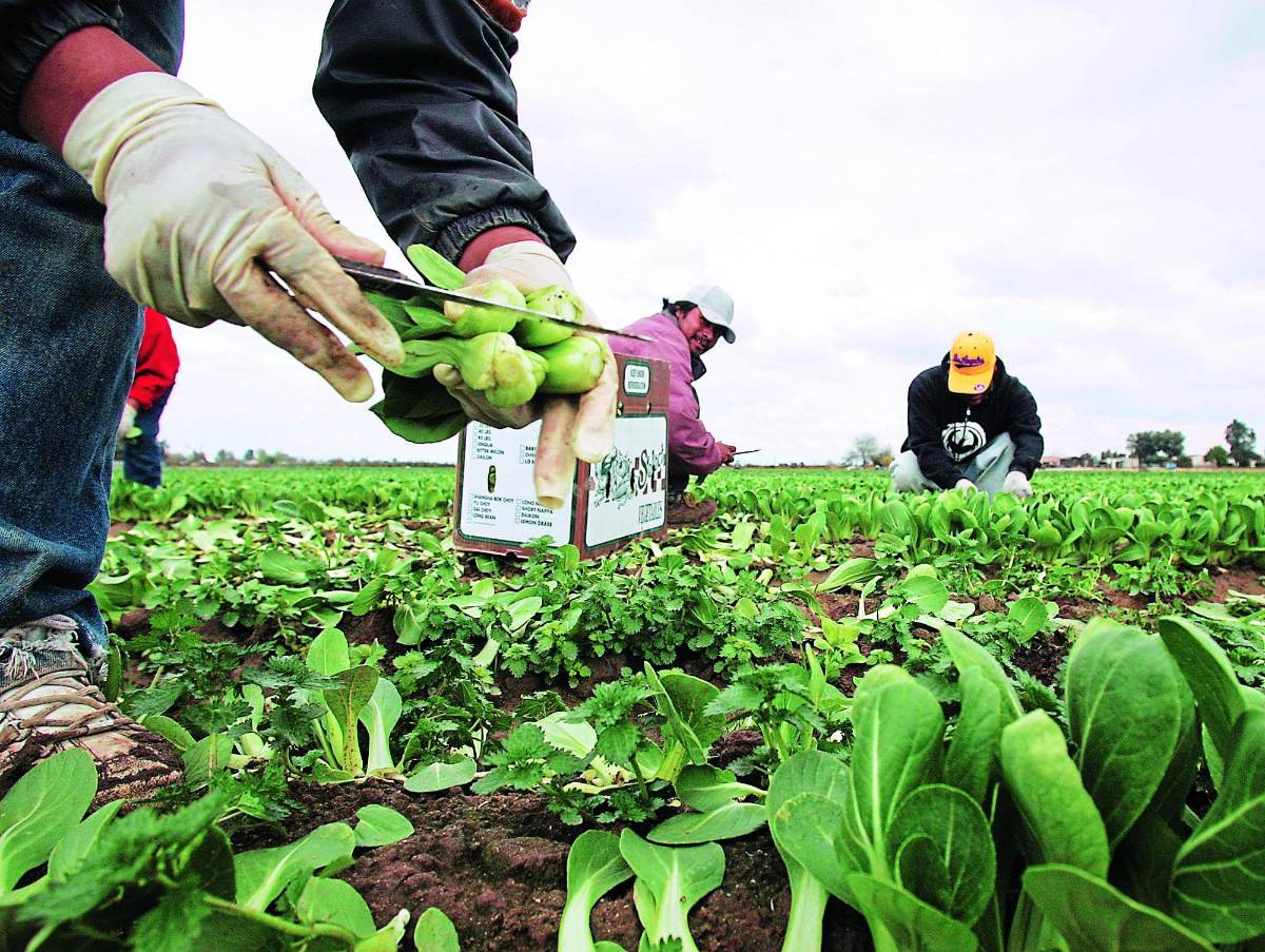 Las reservas internacionales caen $911 millones en 20 meses