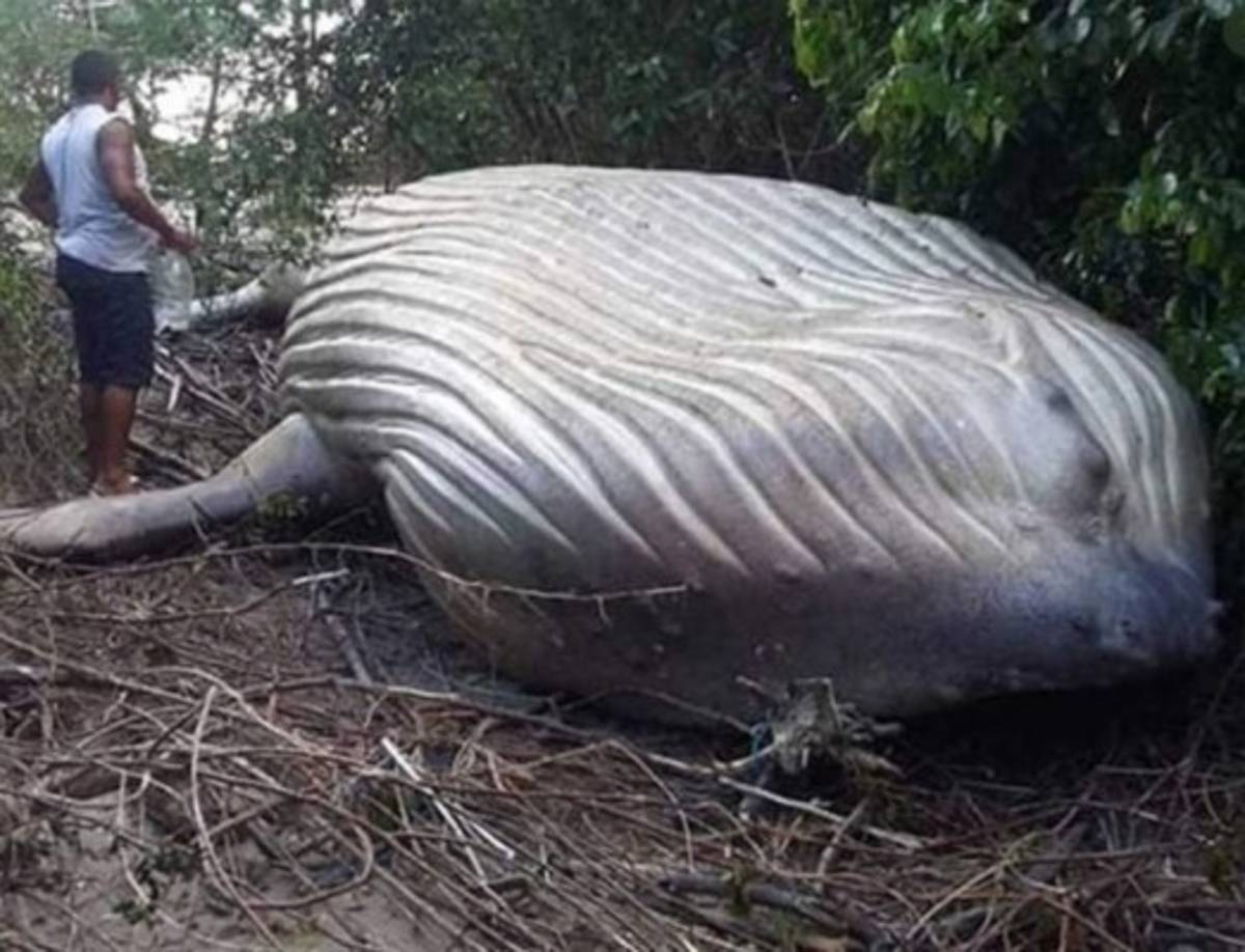 Para saber la verdadera causa de la muerte del catáceo se tendrá que esperar a la autopsia que se realizará al animal.