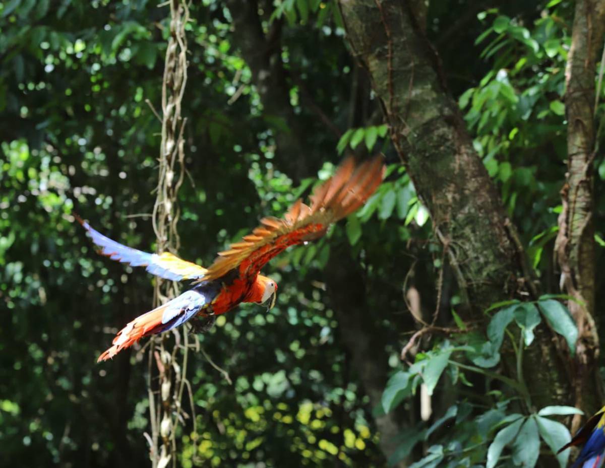 Así vivió La Ceiba la segunda liberación de guacamayas rojas en el río Cangrejal