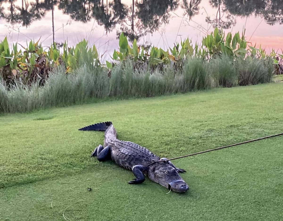 Florida: caimán ataca a anciano que paseaba en campo de golf