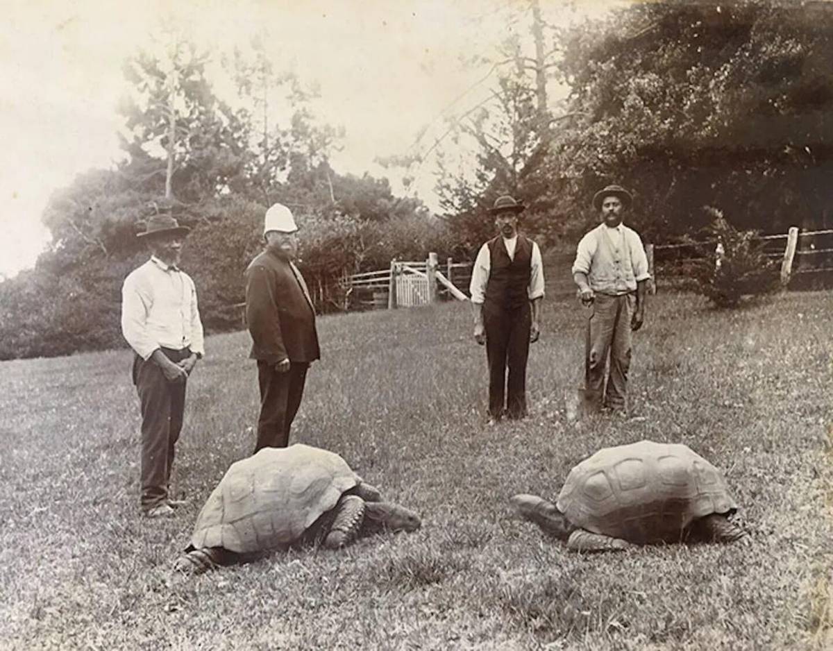 Jonathan, la tortuga que desafía al tiempo con 194 años de edad