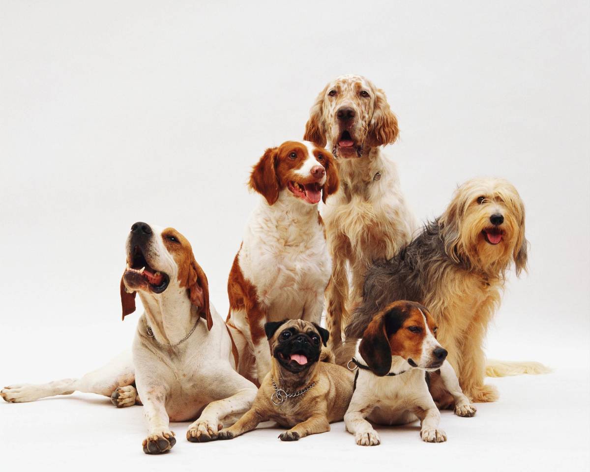 Los perros están entrando en una nueva fase de evolución, según la ciencia, ¿cuál es?