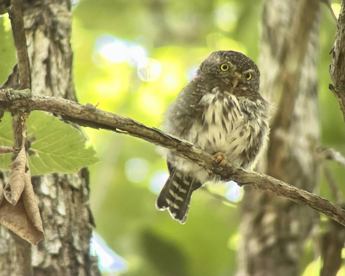 Descubren en Yamaranguila un paraíso para el aviturismo en Honduras