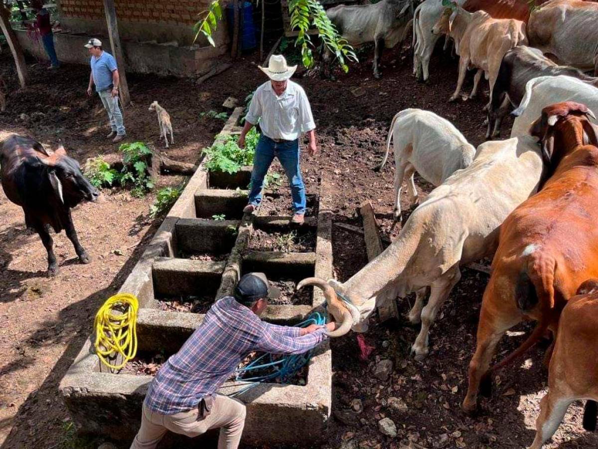 Senasa: Lempira continúa vacunando su ganado