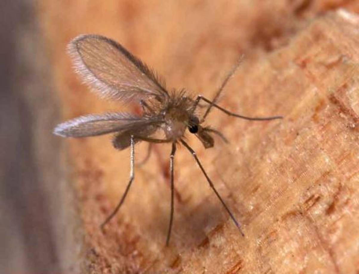 Para evitarlo las personas deben estar cubiertas para evitar ser picado por el mosquito transmisor y evitar rascarse.