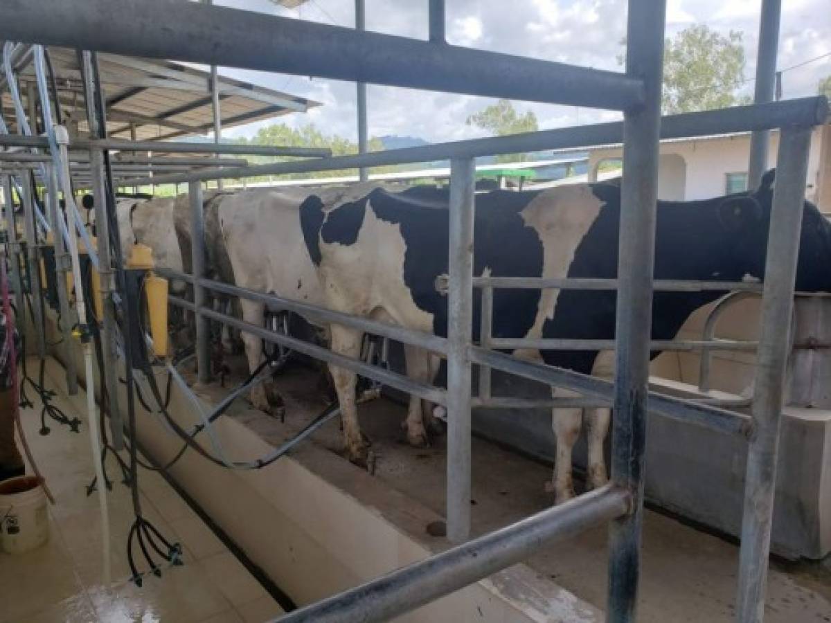 Producción de leche baja un 50% en Colón por la sequía