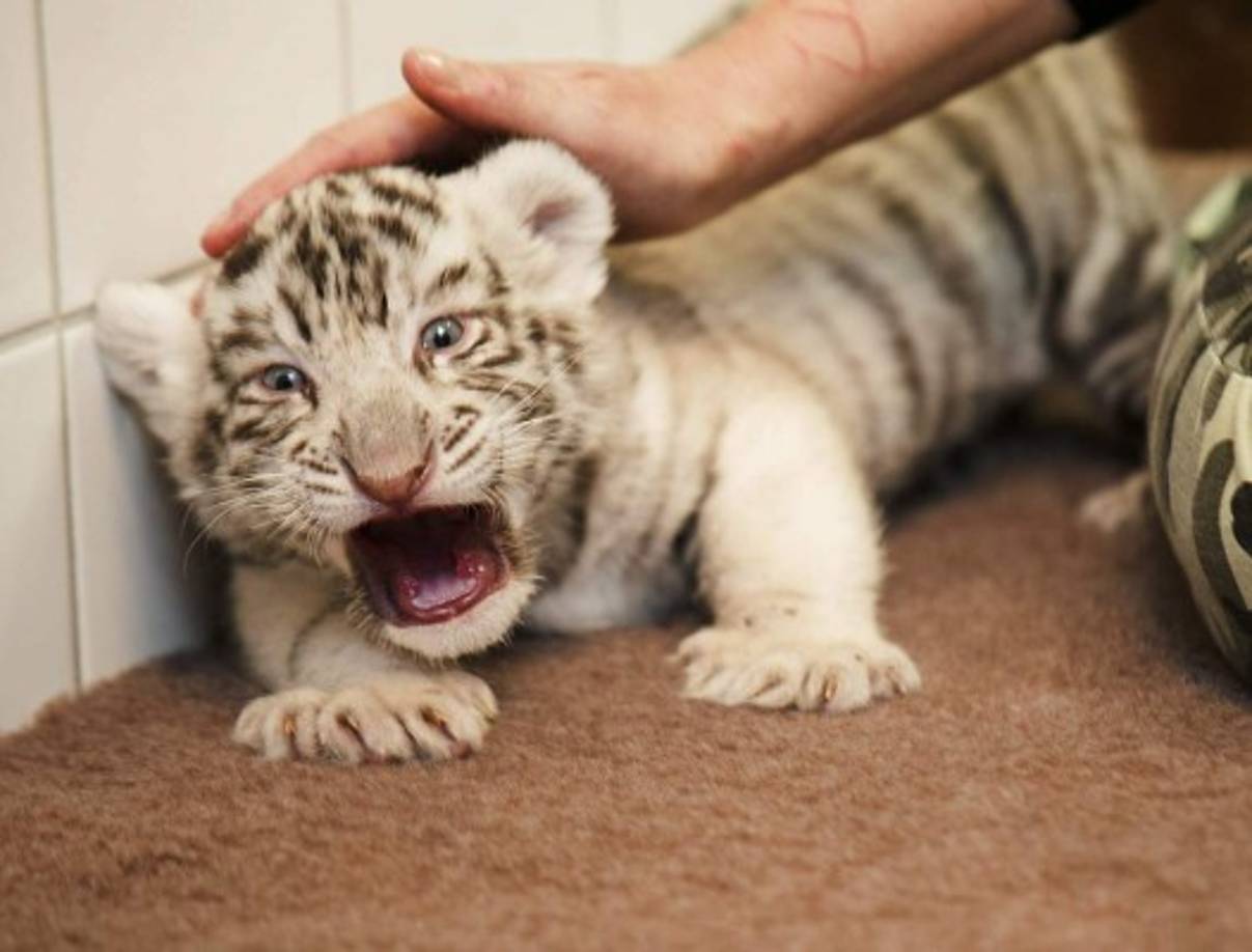 Una cria de tigre de Bengala nacida en cautividad en un zoo de Hungría.
