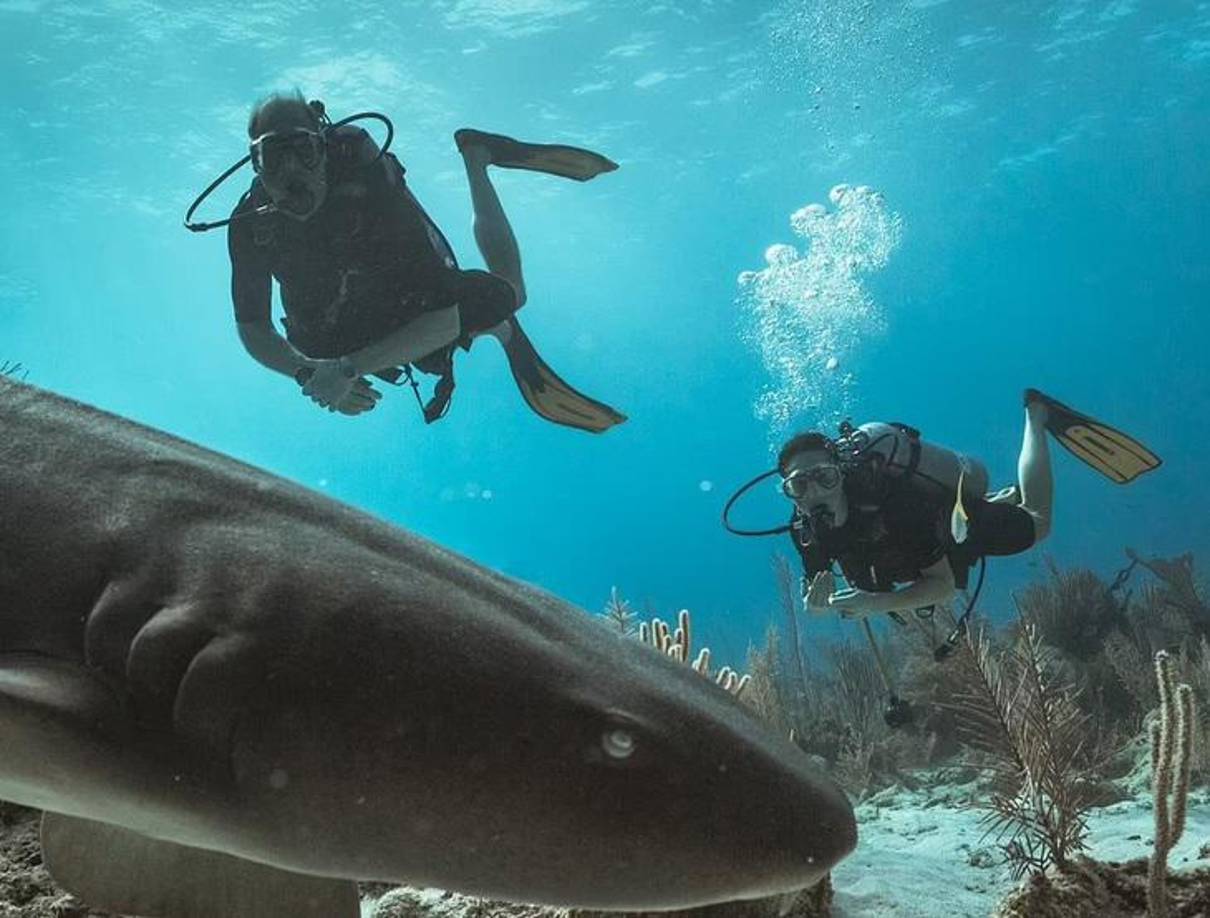 El príncipe William y su esposa compartieron un video de su aventura en la segunda barrera de arrecifes más grande del mundo, según medios británicos, en el que se mostraron nadando junto a tiburones.