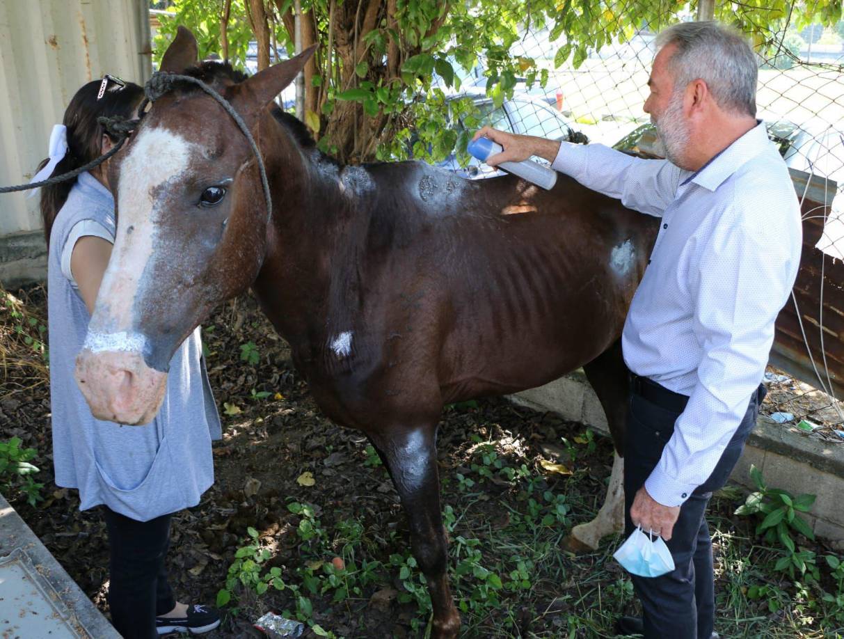 El mismo día que fue rescatado recibió atención médica, desinfectándole las múltiples heridas que presentaba, para proceder a realizarle un baño garrapaticida y de tal forma brindarle toda la atención médica requerida.