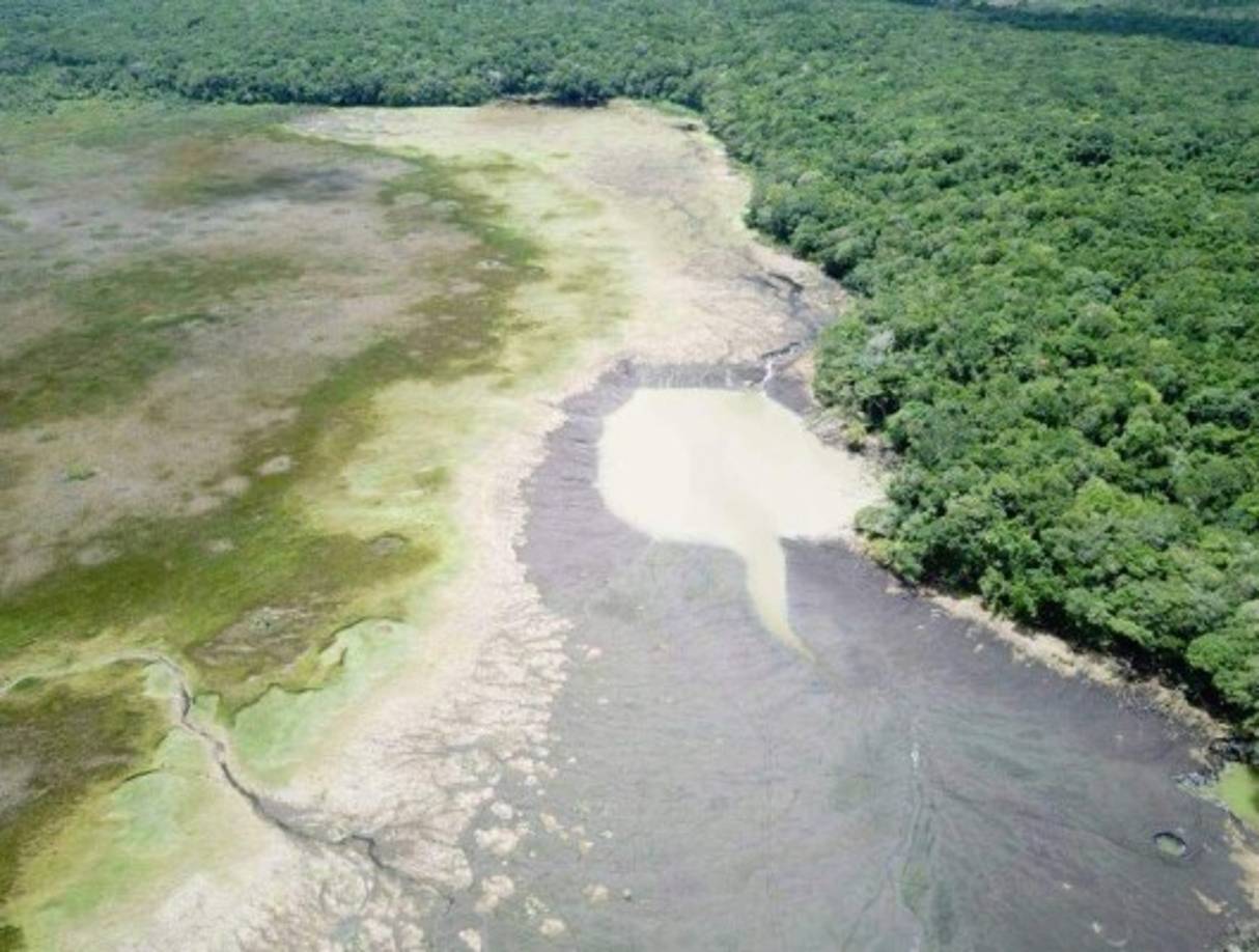 En esa región habitan también cinco especies de felinos del trópico como el jaguar, ocelote, tigrillo, puma y yaguarundí, algunos de ellos en peligro de extinción.<br/>