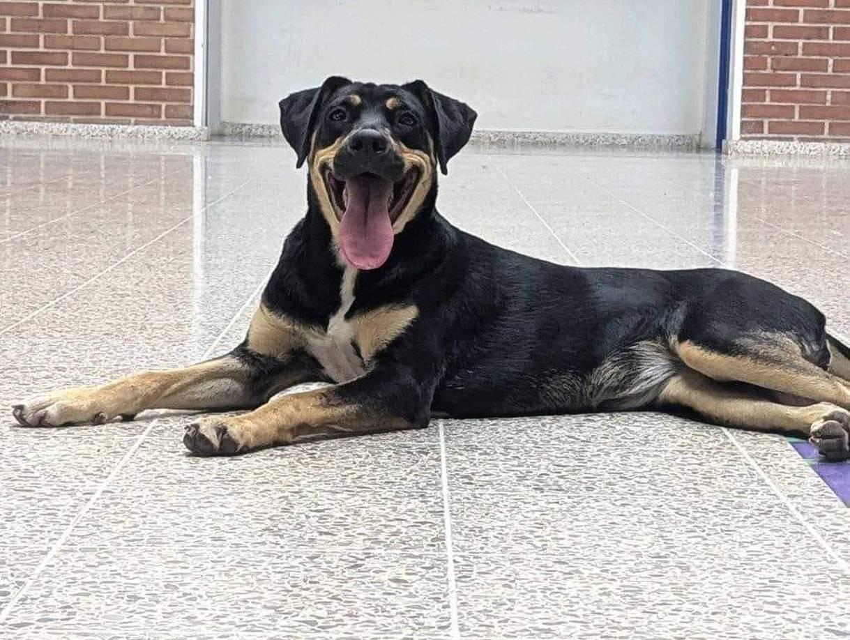 Patitas UNAH es un proyecto que nace dentro de la Ciudad Universitaria en Tegucigalpa. Se encarga de velar, atender y suplir las necesidades que los animales en condiciones de abandono viven dentro del campus de la universidad y sus alrededores.