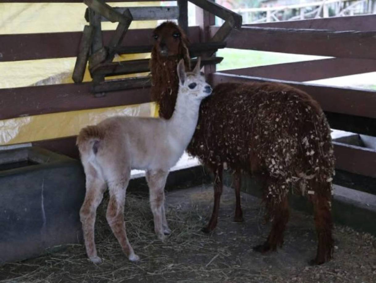 Dos llamas, animal emblemático de Perú, vivían en Joya Grande.