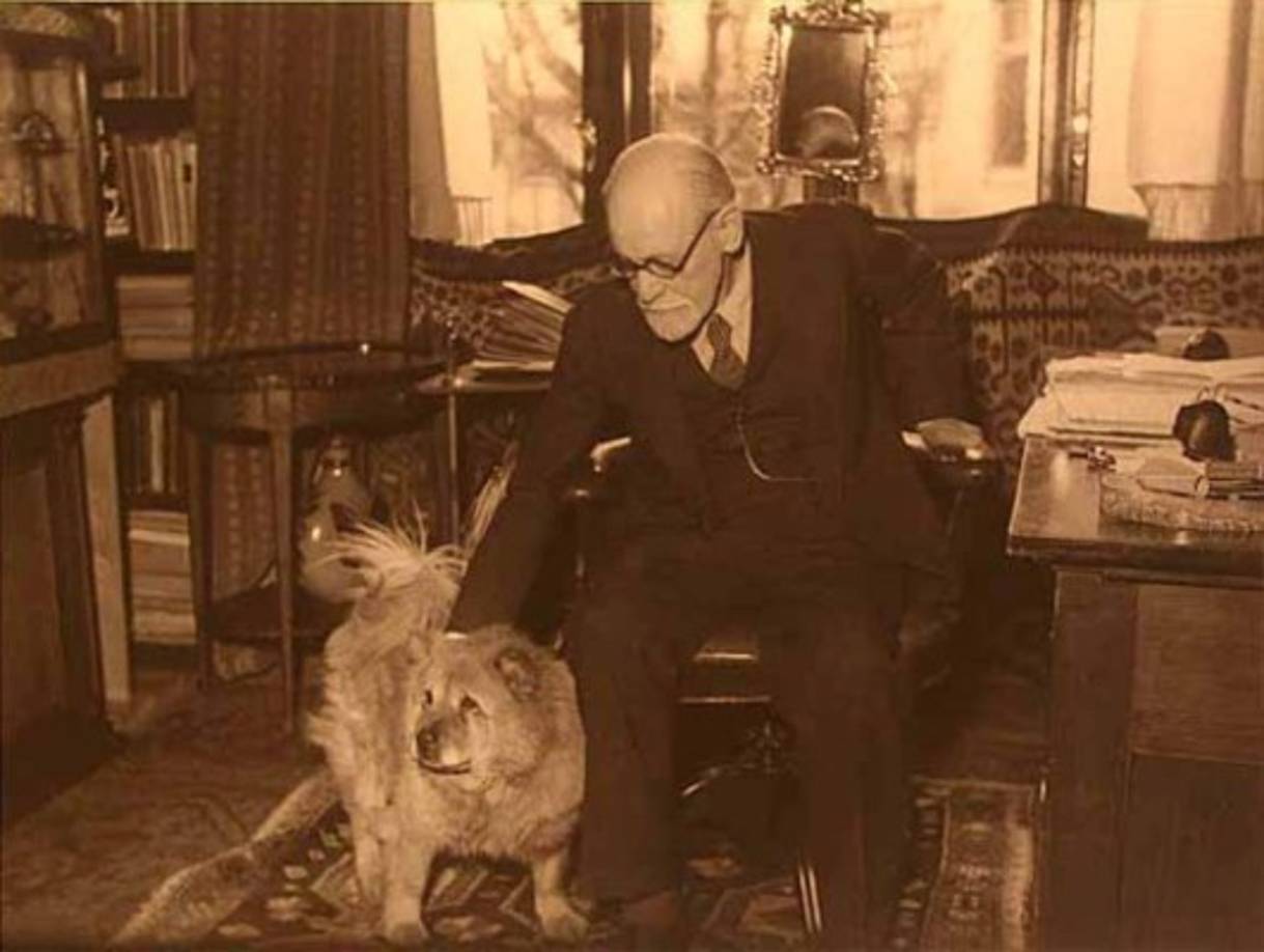 El padre del psicoanálisis atendía en su consultorio en presencia de perros. Freud tenía una perra llamada Jofie, la cual ha llegado a considerarse como coterapeuta.Foto:Experienciafreudiana.wordpress.com
