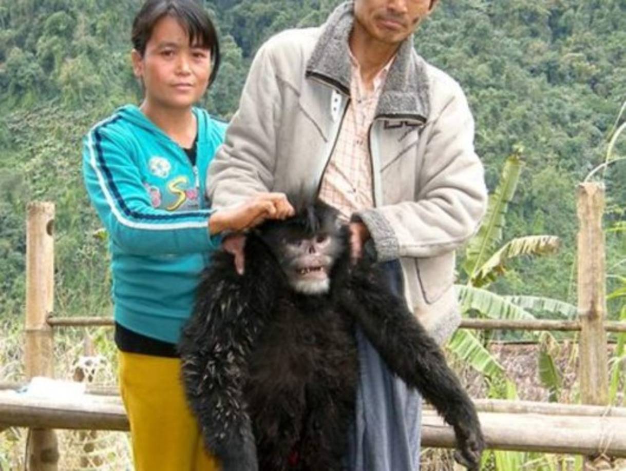 El mono 'estornudador' de nariz respingona fue encontrado en Myanmar.