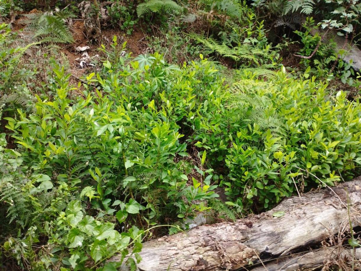 Parte de los arbustos asegurados en esta zona que queda al zur de La Masica y al norte de Olanchito, Yoro.