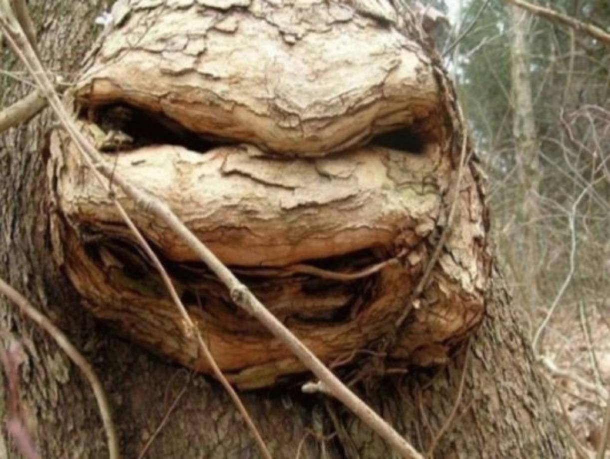 ¿Una tortuga sacada de los dibujos animados?