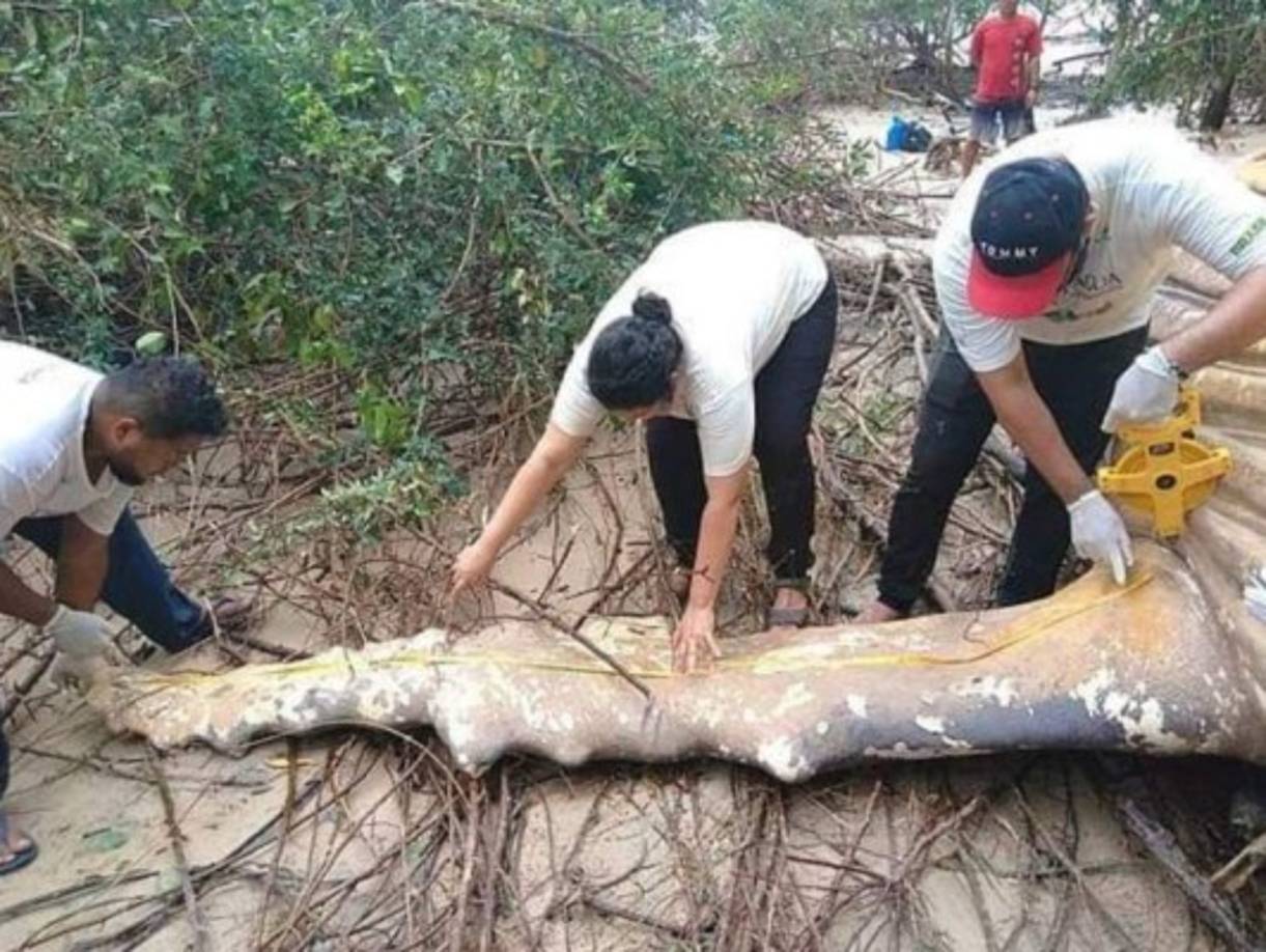 La ballena tenia una edad de unos 12 meses y media alrededor de unos 8 metros.