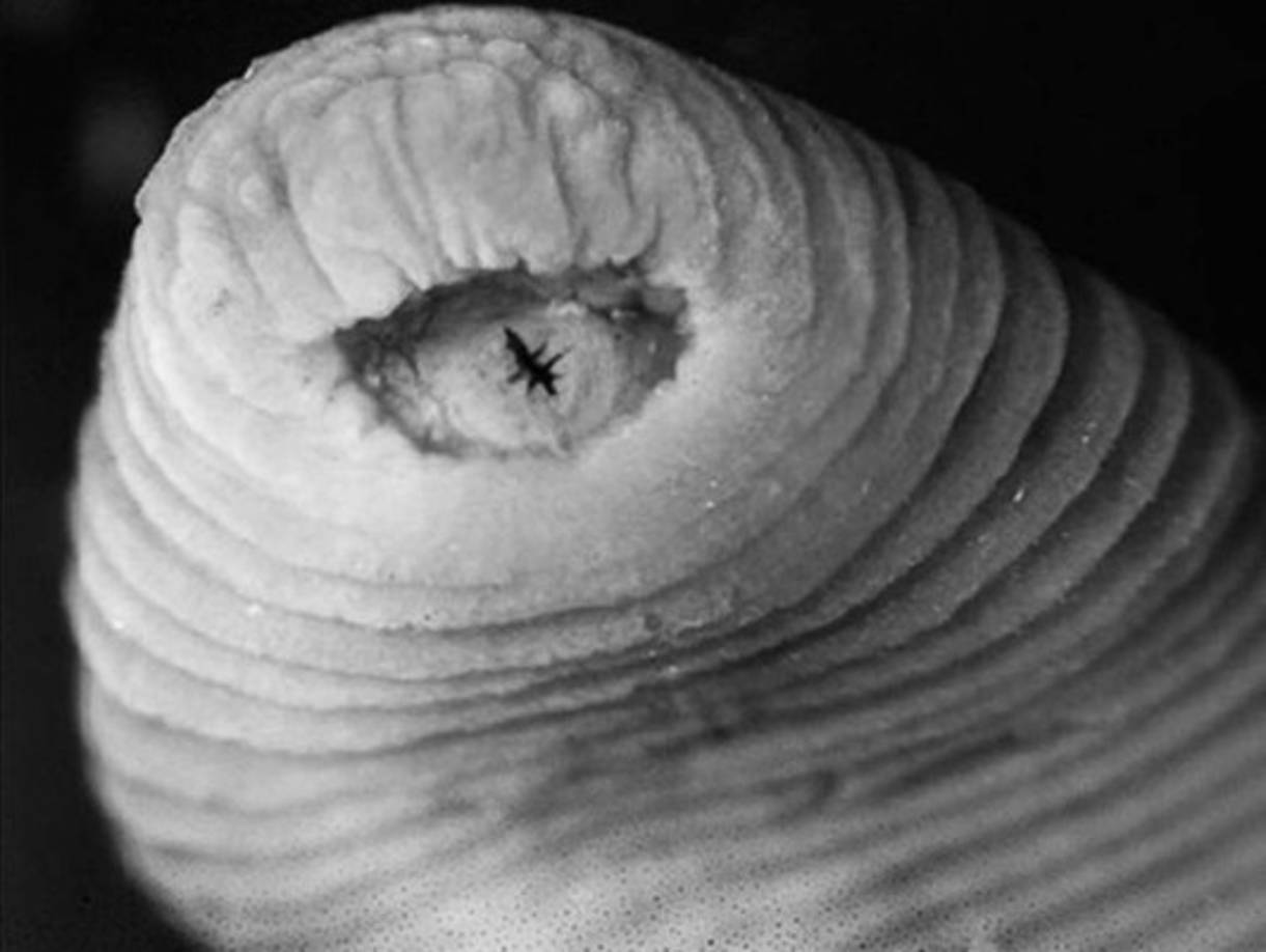 La sanguijuela T-Rex fue descubierta en una zona remota del Perú.