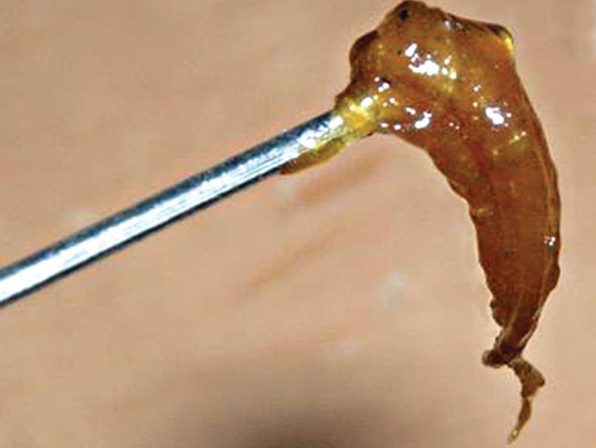 Sin embargo, la diferencia más preocupante entre ambas drogas es que mientras un cigarro de marihuana contiene aproximadamente un 13 por ciento de tetrahidrocannabinol (THC), una cucharada de ‘Wax’ contiene más del 90 por ciento. 