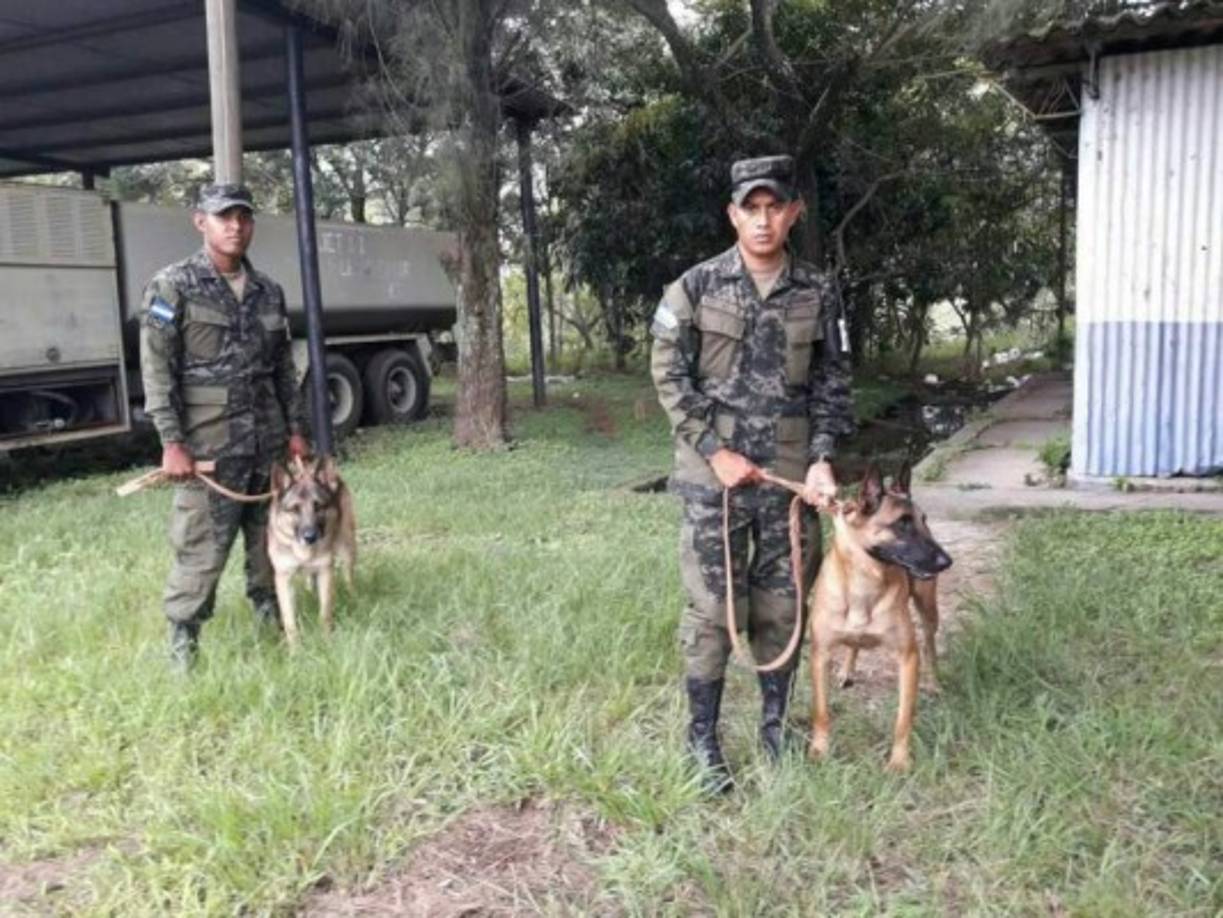 Los agentes caninos Taco y Capitán fueron enviado en representación de Honduras y en solidaridad al pueblo y gobierno de México asistirán por siete días con los hermanos mexicanos para agilizar el rescate de sobrevivientes en las zonas más afectadas por el terremoto de 7.1 que sacudió ciudades de México.<br/>