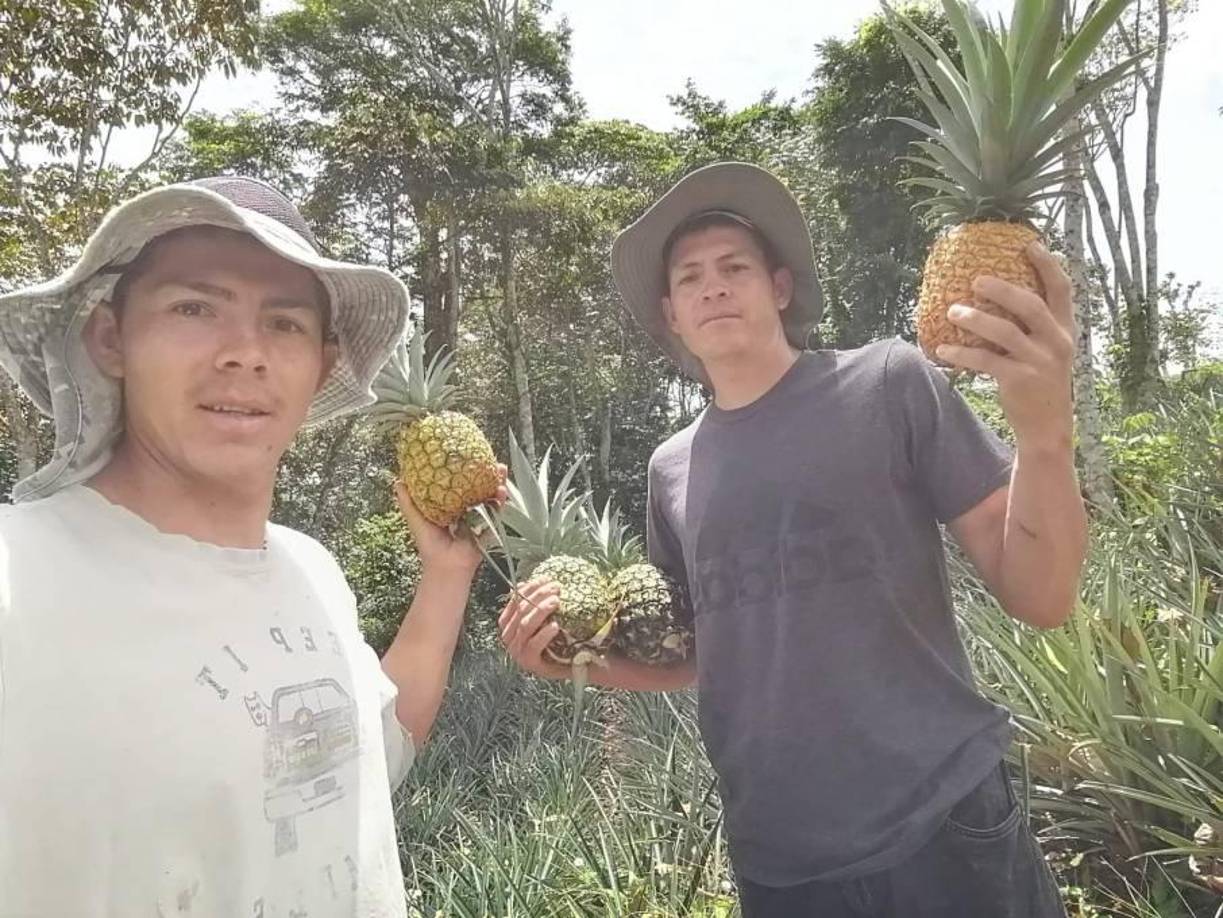 Darinel y Francisco Martínez realizan cortes de piñas en su natal Santa Cruz de Yojoa. Ambos se levantan desde horas muy tempranas. 