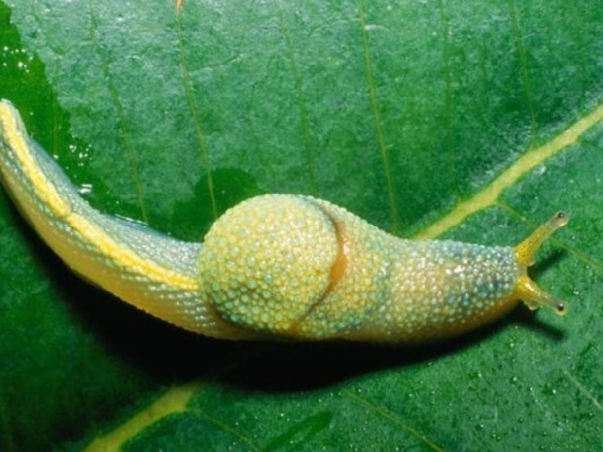 El caracol ninja tiene una cola tres veces más larga que su cabeza, esta nueva especie de caracol fue encontrado en las montañanas de Malasya, en la zona del Borneo.
