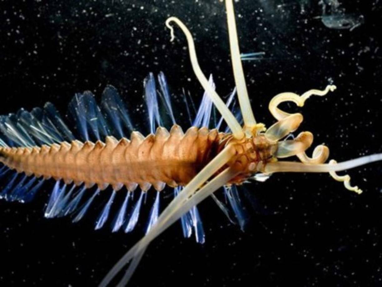 El calamar gusano fue encontrado por control remoto a unos 2.8km debajo del Mar de Célebes en 2007.