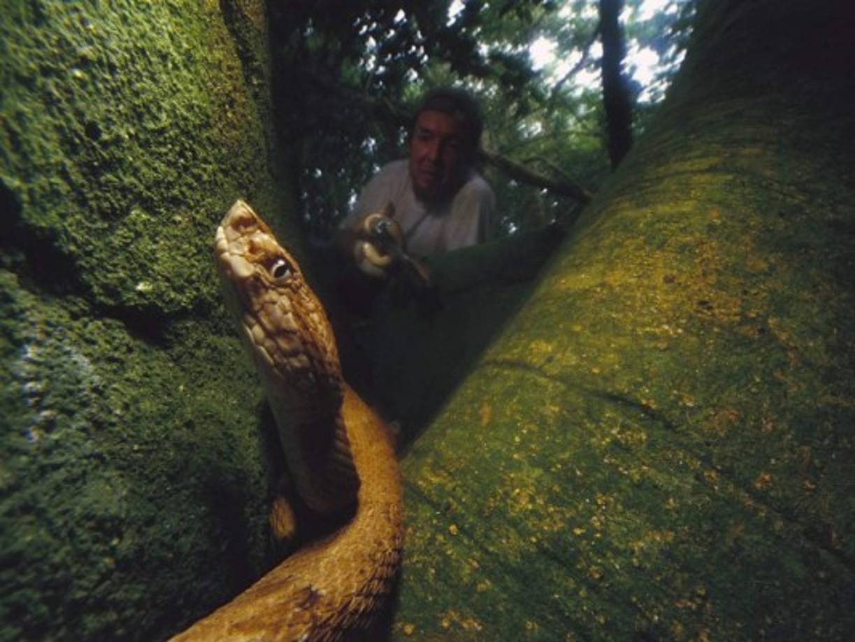 La Insularis, sin embargo, es la guinda del pastel: esta la especie tiene una tasa de mortalidad de siete por ciento de los casos. ¿Y con tratamiento? La mordida puede ser fatal aun en el tres por ciento de los casos.