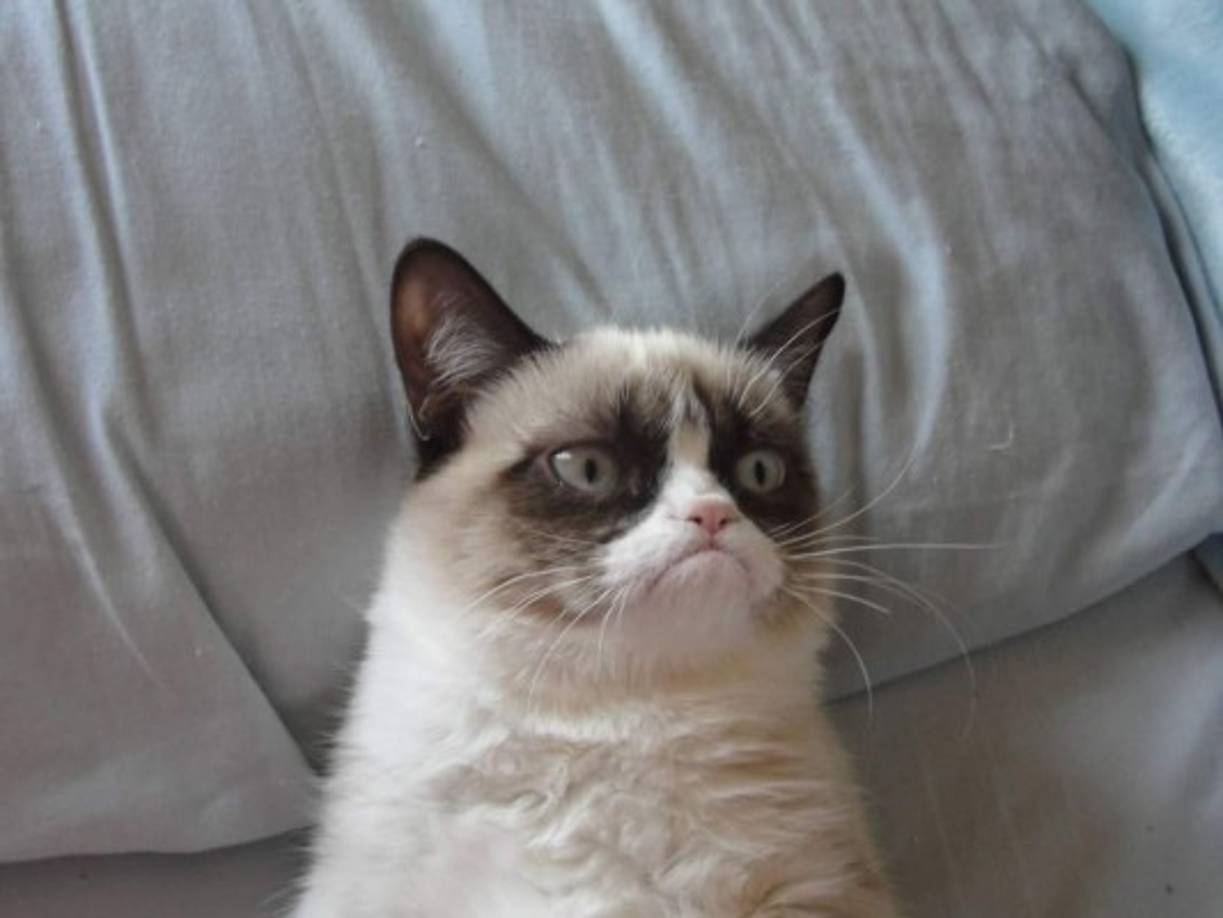 Tardar Sauce – Grumpy Cat (Salsa Tartara- El gato gruñón): Uno de los gatos más famosos de la red. Todo comenzó porque al hermano de su dueña, le pareció muy graciosa su cara gruñona y decidió hacerle una foto y compartirla en Internet. Desde entonces su fortuna no ha dejado de crecer. <br/>Recientemente se conocieron sus ganancias, y en sólo dos años el gato ha ingresado en su cuenta bancaria casi cien millones de dólares.<br/>¡Vaya vida de gato!