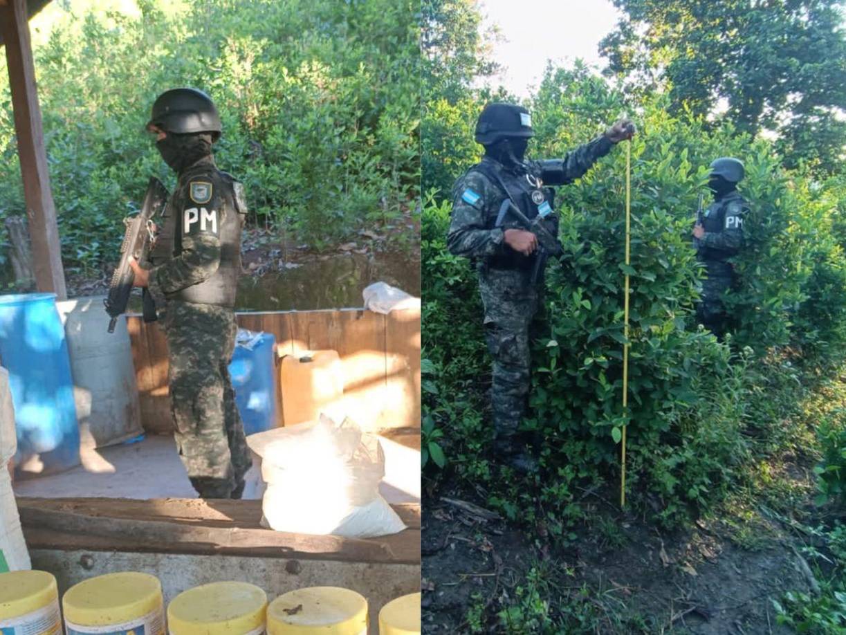 La Policía Militar del Orden Público (PMOP) localizó este sábado 400,000 plantas de hoja de coca en el Parque Nacional Pico Bonito, en el departamento de Atlántida, Honduras. 