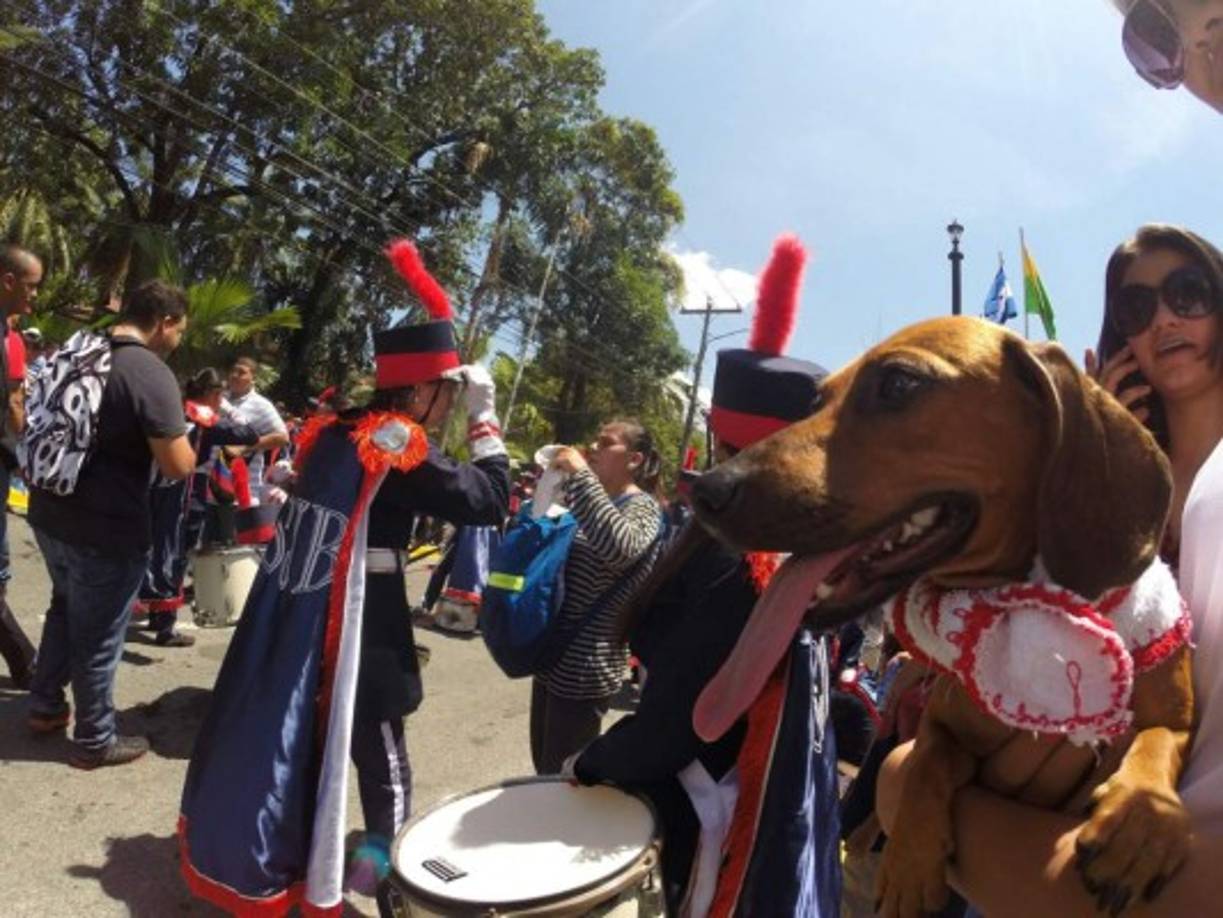 Este cachorro también acude a los desfiles patrios de San Pedro Sula.