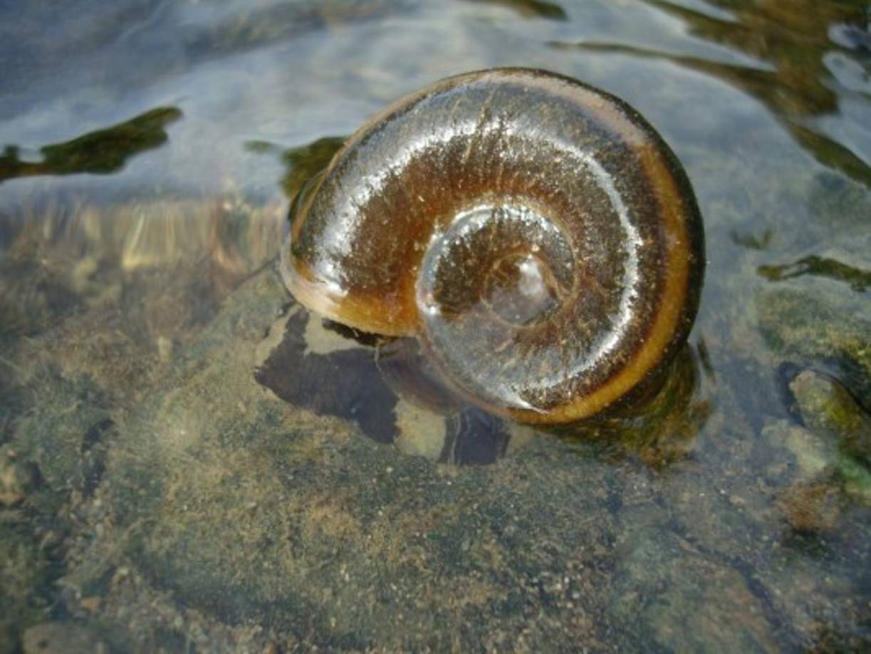 Caracol de Agua Dulce. Son los propagadores de la a esquistosomiasis, una enfermedad aguda y crónica causada por gusanos parásitos transmitidos por los caracoles.