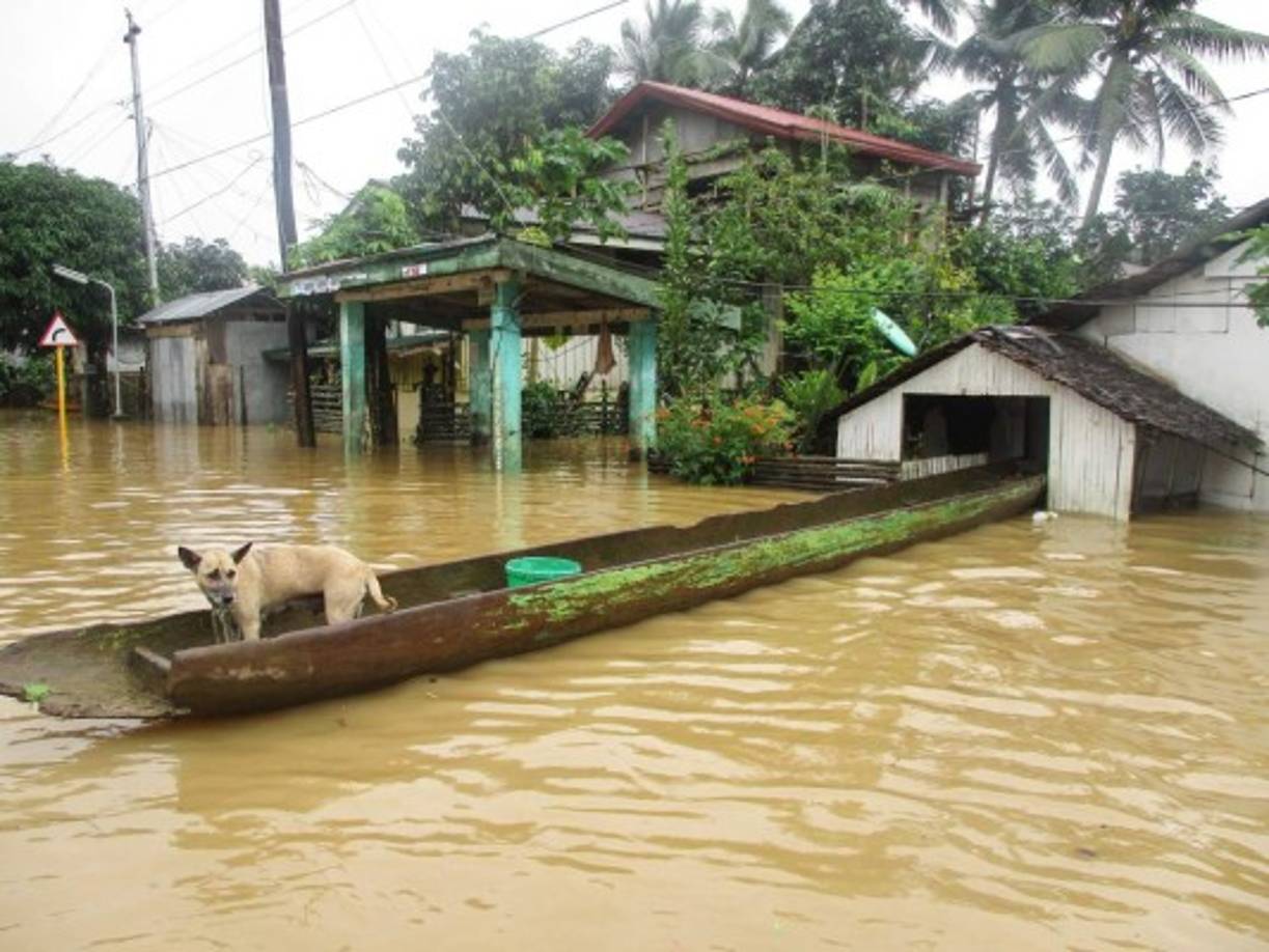Filipinas. Más de 14 aldeas anegadas. Un perro captado en una lancha improvisada en una aldea inundada en la provincia de Samar.