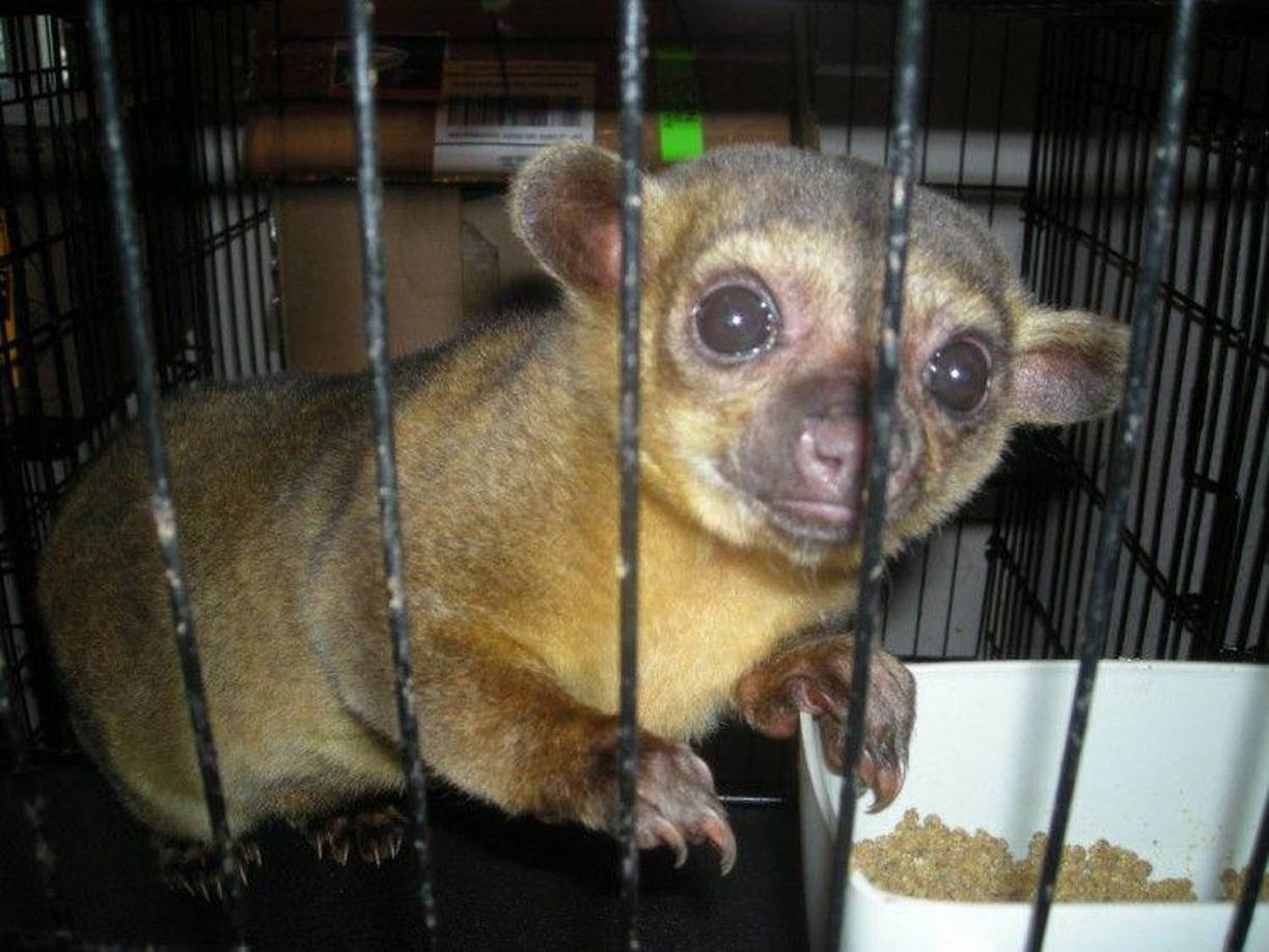 “Petfluencers”: los animales triunfan en redes sociales