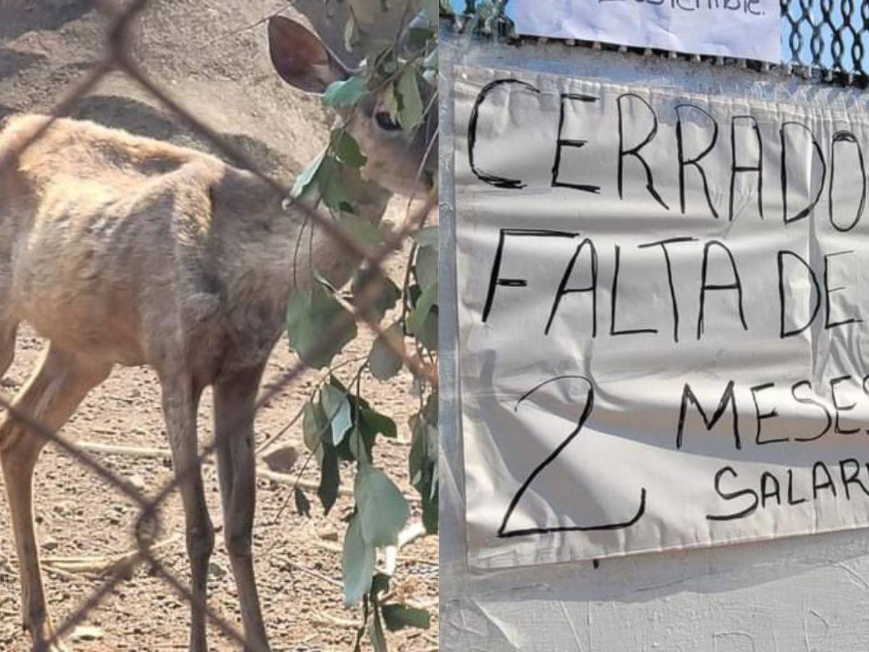 Por falta de salario, los trabajadores del zoológico Joya Grande mantienen cerrado el lugar y, lamentablemente, los más afectados son los animales. 