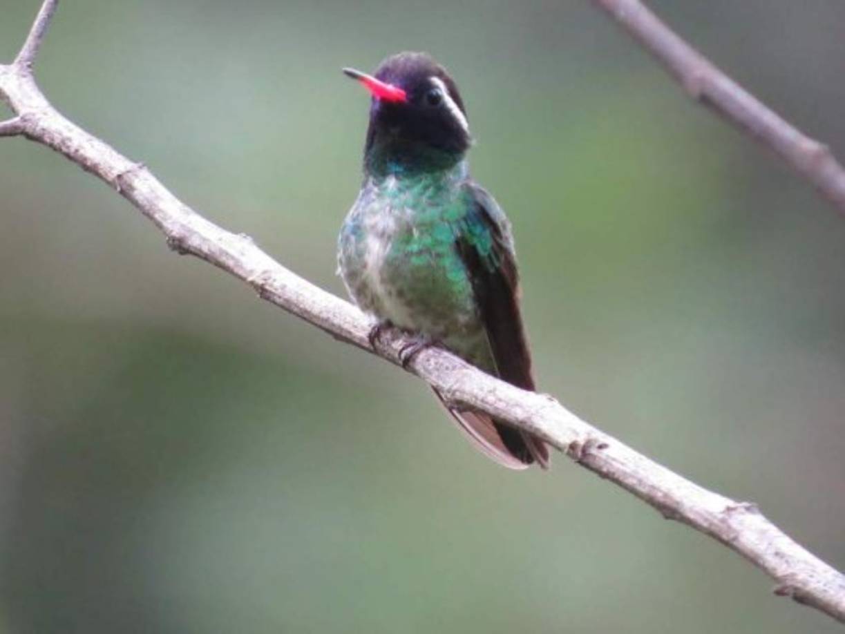 Colibrí orejiblanco.Foto:hondurastips.hn