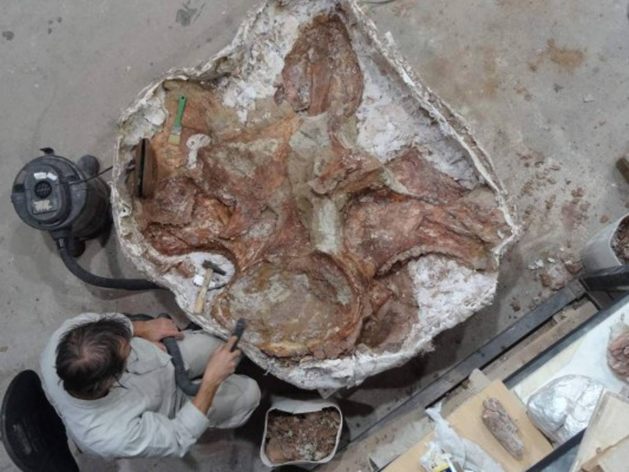 ARGENTINA. Dinosaurio de la Patagonia. Científicos han nombrado “Patagotitan mayorum” al mayor dinosaurio hallado en la Patagonia hace 5 años.