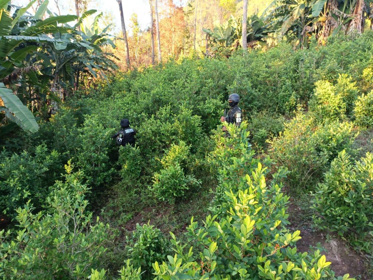 Los cultivos están sembrados en un predio de unas 35 hectáreas y fueron asegurados como parte del Plan Nacional de Seguridad en Pico Bonito. 