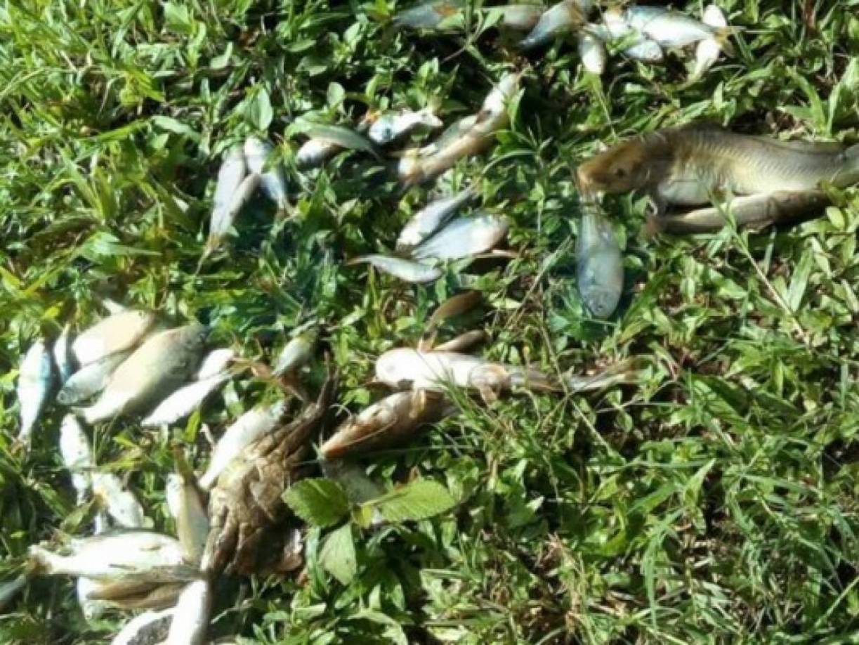 Los pobladores han reportado que pequeños peces plateados, similares a la sardina, caen del cielo al menos una vez al año durante intensas lluvias que azotan la región entre la última semana de mayo y la primera de junio. 