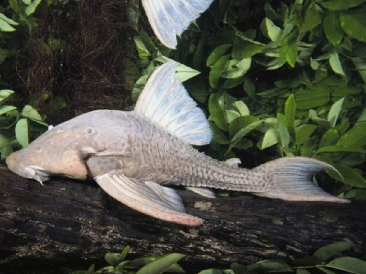 El pez gato comedor de madera fue encontrado en el Amazonas.