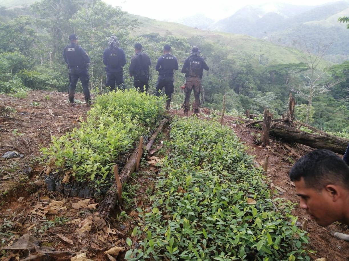Producen cocaína a cielo abierto en narcolaboratorios de Olancho