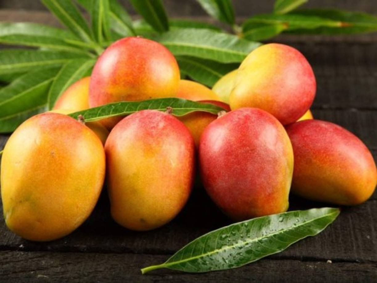 El mango es una de las frutas con mayor valor nutricional y más consumidas alrededor del mundo.