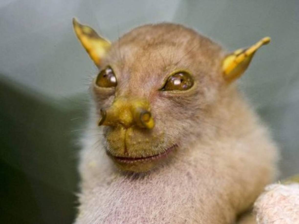 El murciélago Yoda de la fruta con nariz en forma de tubo es solo una de las aproximadamente 200 especies encontradas durante dos expediciones científicas a Papua Nueva Guinea en 2009.