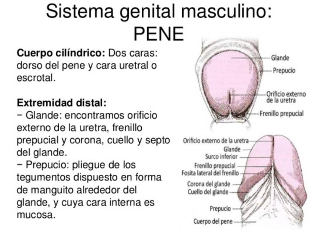 El prepucio produce unos 23 000 m2 de piel<br/><br/>La ciencia y la medicina realizaron muchos avances en la última década y hoy los doctores pueden concretar hazañas realmente sorprendentes, sin importar qué parte del cuerpo involucre. <br/><br/>Por ejemplo, ¿sabías que la medicina moderna es capaz de cultivar tejido adiposo para víctimas de quemaduras usando el prepucio de niños circuncidados? Es que, a lo largo de la vida, el prepucio produce un promedio de 23 000 metros cuadrados de piel, lo cual bastaría para fabricar una lona que cubriera tres campos de fútbol.