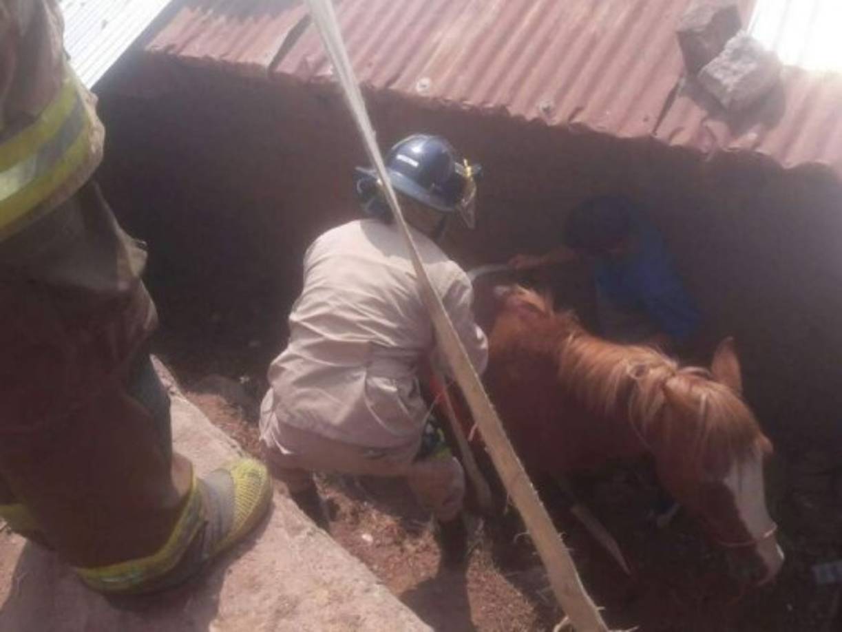 En la colonia La Sosa de Tegucigalpa hace tres semanas un caballo se paró al ras de la calle y cayó sobre el techo de una vivienda. De inmediato la familia que allí vive llamó a los bomberos para que les auxiliaran. Después de algunos intentos, lograron sacar al semoviente entre aplausos de los vecinos de la colonia.
